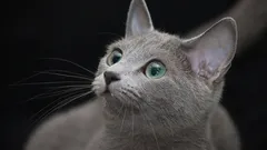 Tajemství dlouhověkosti: 5 nenáročných kočičích plemen, která se dožívají vysokého věku