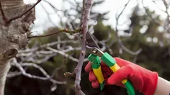 Proč se některé rostliny v zimě nesmějí stříhat: expert odhalil nejčastější chyby