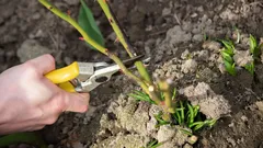 Jaké rostliny je třeba vždy stříhat v prosinci: Zahrádkáři vybrali 10 druhů