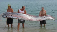 Předzvěst pohromy vyšla na břeh: obr z hlubin připomněl dávno zapomenuté oceánské legendy