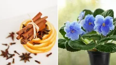 Rostliny rozkvetou novou silou: domácí hnojivo ze tří surovin