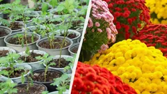 Jak z jednoho keře chryzantém vypěstovat celý záhon: jednoduchá metoda od zkušených zahrádkářů