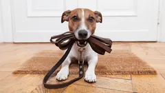 Pes pro workoholika: Tato plemena nevyžadují nekonečné procházky ani hory pozornosti