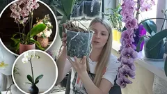 Ne každý květináč je vhodný: pěstitelka vysvětlila, kam orchideje rozhodně nesázet