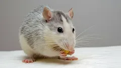 Zvířecí géniové: 5 druhů, jejichž mazané strategie a chování vás překvapí