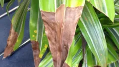 Proč zasychají špičky listů u pokojových rostlin? Hlavní příčiny a účinná řešení