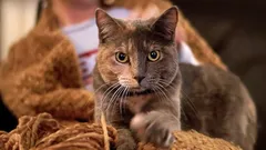 Proč vás kočka masíruje tlapkami: Chovatelé odhalili pravé důvody