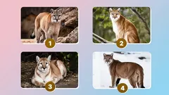 Jaký obrázek si inteligentní lidé vybírají: velmi přesný test osobnosti