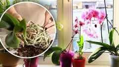 Nezabere to moc času: Floristka ukázala efektivní způsob přesazování orchidejí