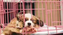 Kňučení štěněte láme srdce: chyby páníčků, které z něj dělají malého manipulátora