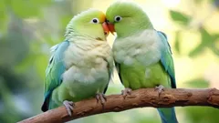 Co mají společného lidé a papoušci? Překvapivé podobnosti v chování