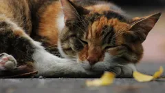 Jak se objevily první domácí kočky v Číně: od divokých lovců k cestovatelům po Hedvábné stezce