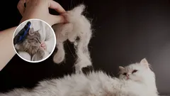 Jak docílit, aby kočka méně línala: Ověřené rady chovatelů, které vyřeší problém