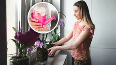 Jak správně zalévat orchideje, aby kvetly déle: 3 ověřené metody od floristů