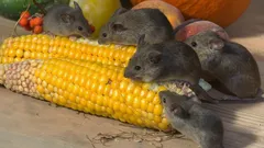 Jak se jednou provždy zbavit myší v domě: 15 přírodních vůní, které hlodavci nesnesou