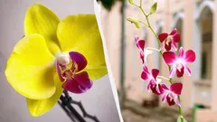 Jak pečovat o orchidej v zimě, aby neuhnila a znovu rozkvetla: rady pěstitelů
