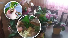 Bez stimulátorů a chemie: V jakých podmínkách se orchideje množí samy