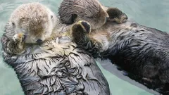 Nejroztomilejší instinkt: Proč se vydry ve spánku drží za packy?