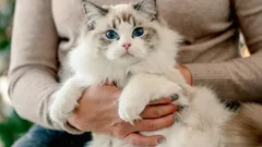 Tajemství kočičí duše: Tyto 3 kočičí rasy jsou nejvěrnější