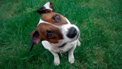 Proč váš pes naklání hlavu, když na něj mluvíte: Co se mu ve skutečnosti honí hlavou?