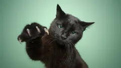 Okouzlující, tajemné a nedoceněné: Proč jsou černé kočky tak výjimečné