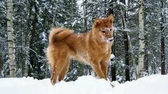 5 vzácných plemen psů, která v parku neuvidíte – víc než jen krása