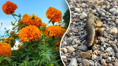 Mšice a slimáci už se nevrátí: Vysaďte si do zahrady tyto čtyři rostliny