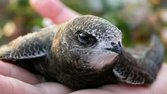 Spí za letu, jedí ve vzduchu: fascinující ptáci, kteří 10 měsíců nesednou na zem